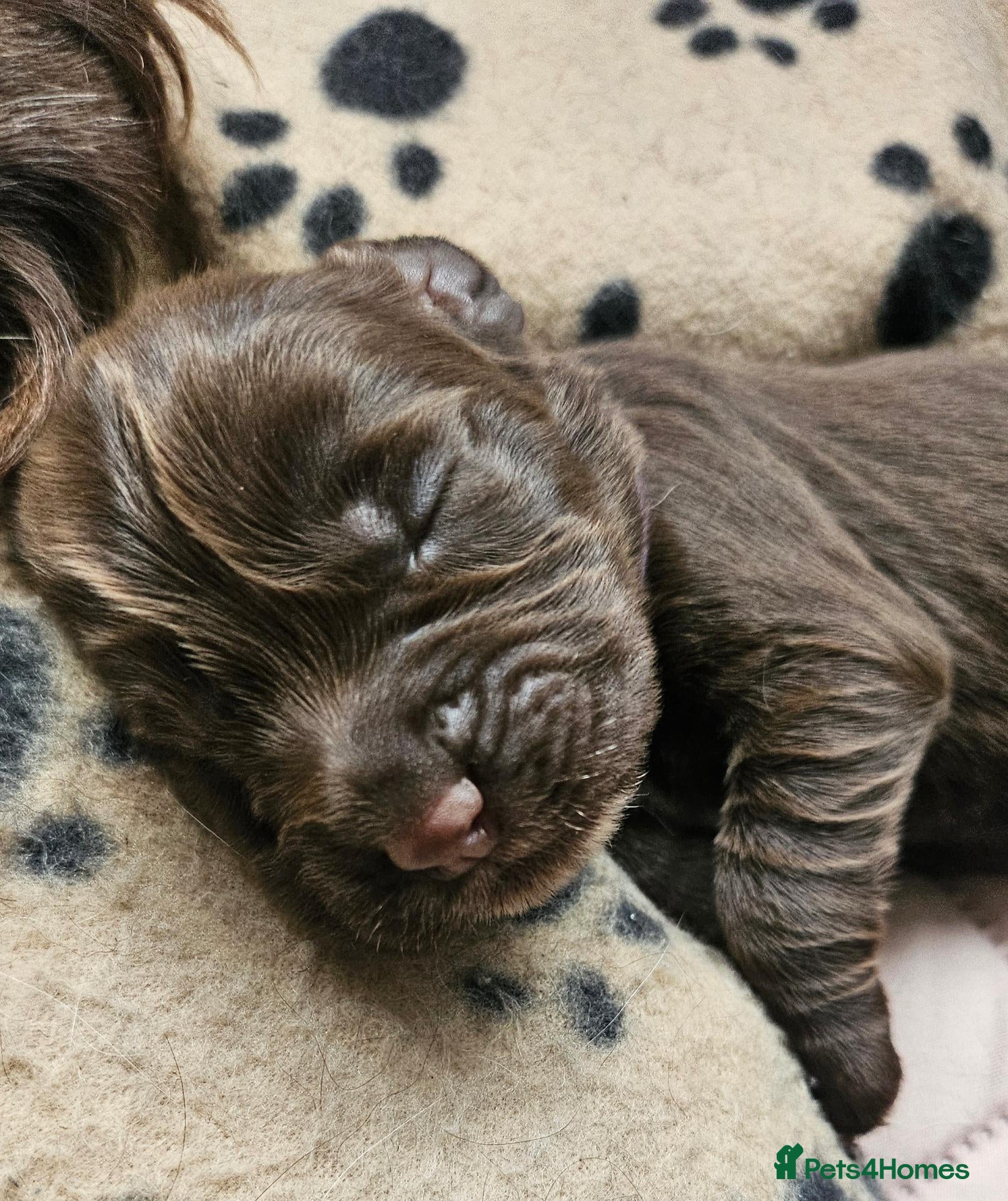 Cocker Spaniel dogs Cocker spaniel puppies - Advert 2