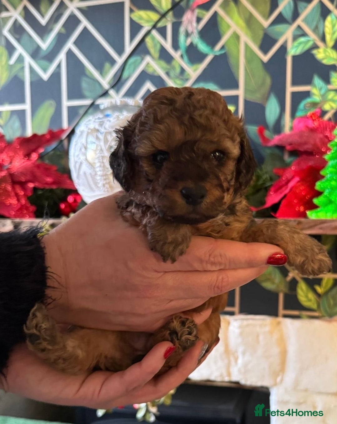 Doxiepoo dogs for sale: Stunning Doxipoo puppies  - Advert 18