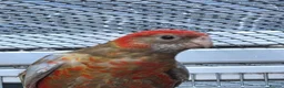 Parakeets birds for sale: Cinnamon Red Opaline Pastel GMRs - Advert 1