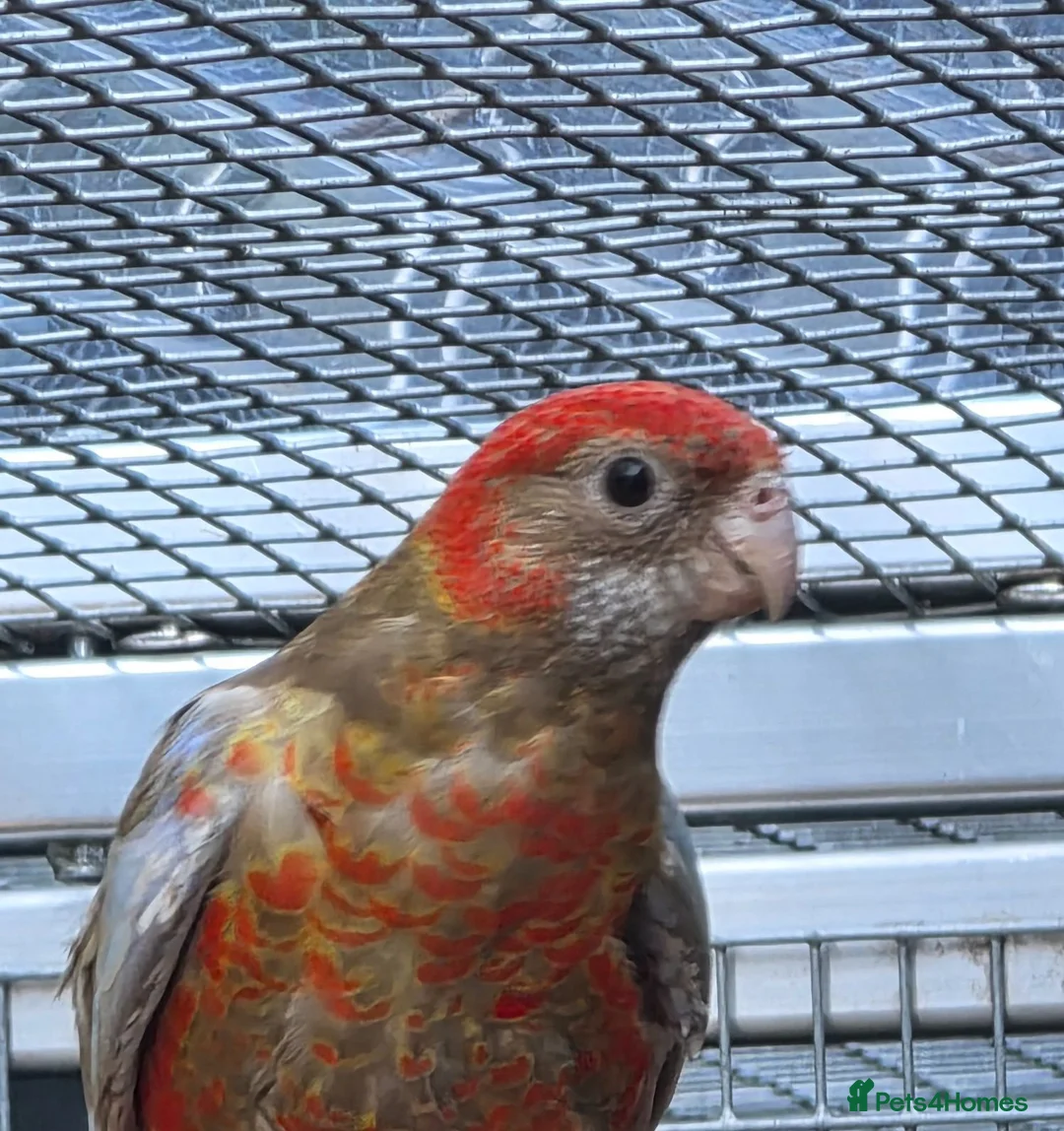 Parakeets birds for sale: Cinnamon Red Opaline Pastel GMRs - Advert 1
