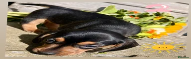 Miniature Dachshund 2