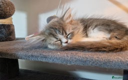 Persian cats for sale: Kitten  - Image 20