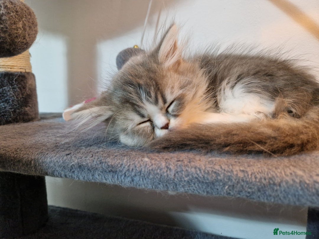 Persian cats for sale: Kitten  - Image 20