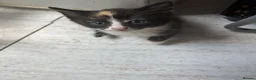 Mixed Breed cats for sale: Beautiful kittens for sale in Welwyn - Advert 3