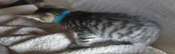 Mixed Breed cats for sale: Snow bengal cross turkish angora kittens  - Advert 10