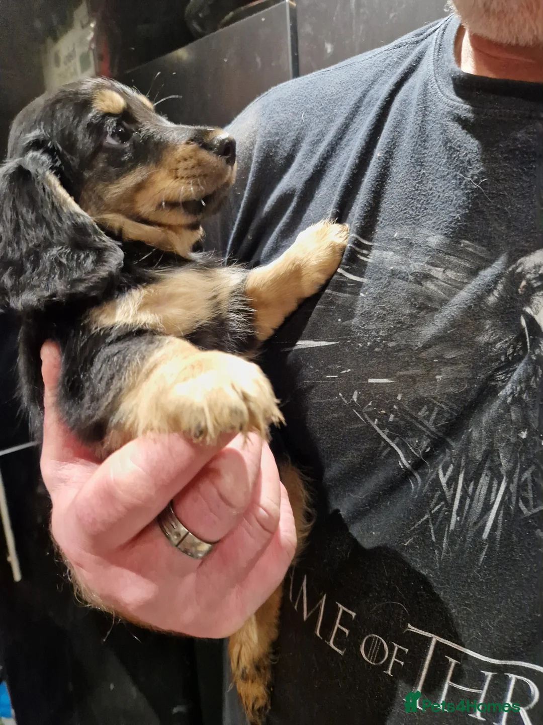 Miniature Dachshund dogs for sale:  Reduced For Last Girl Long Coat Waiting For You  - Advert 16