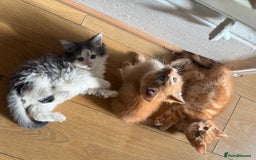 Domestic Shorthair cats for sale: 3 beautiful kittens ready for their new homes  - Image 1