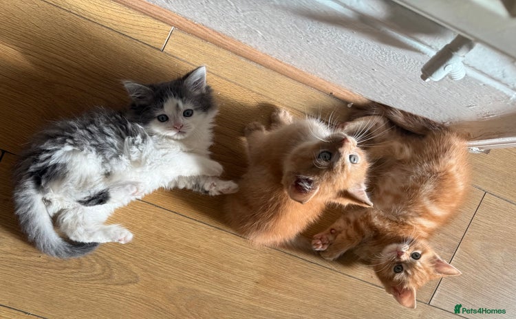 Domestic Shorthair cats - Advert 1