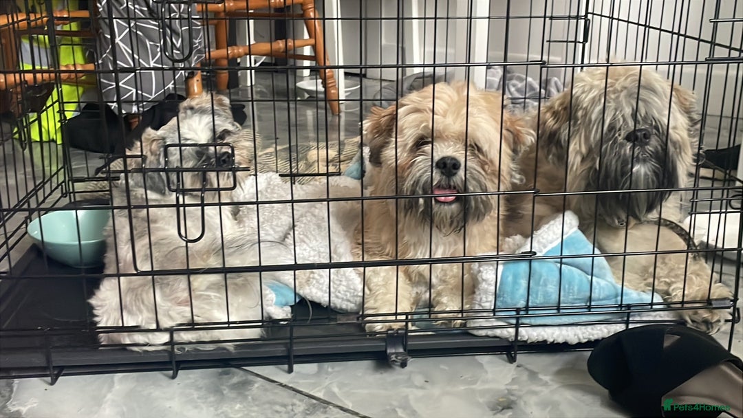 Lhasa Apso dogs for sale: Male Lhasa apso - Image 4