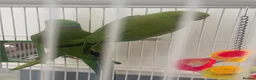 Ringnecks birds for sale:  Bonded pair Indian Ring neck parrots  - Advert 5