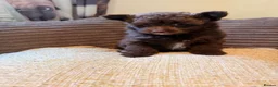 Pomapoo dogs for sale: Female chocolate pomapoo - Advert 8