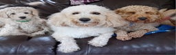 Miniature Poodle dogs for sale: Perfect  puppy/ KC reg miniature poodle  - Advert 5