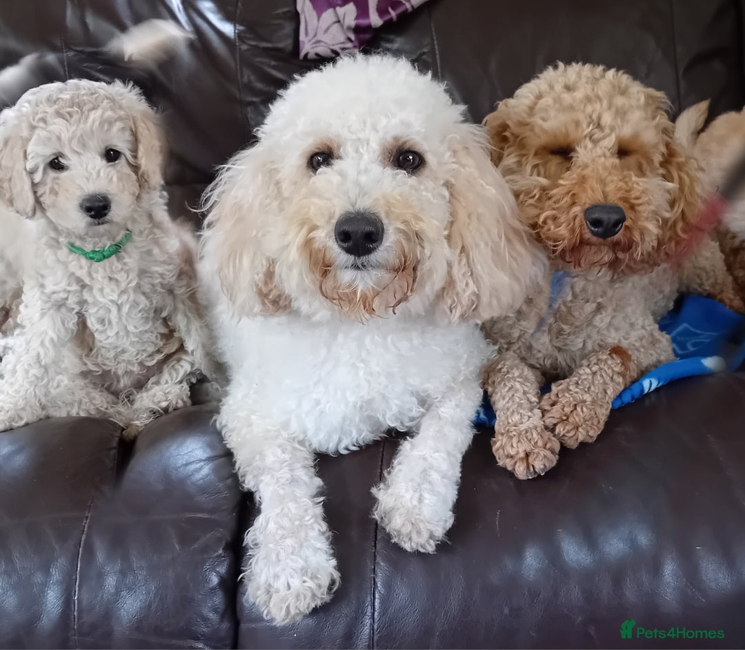 Miniature Poodle dogs for sale: Perfect  puppy/ KC reg miniature poodle  - Advert 5