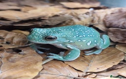 Frog reptiles for sale: !!Wanted!! Honey blue eyed whites tree frog - Image 1