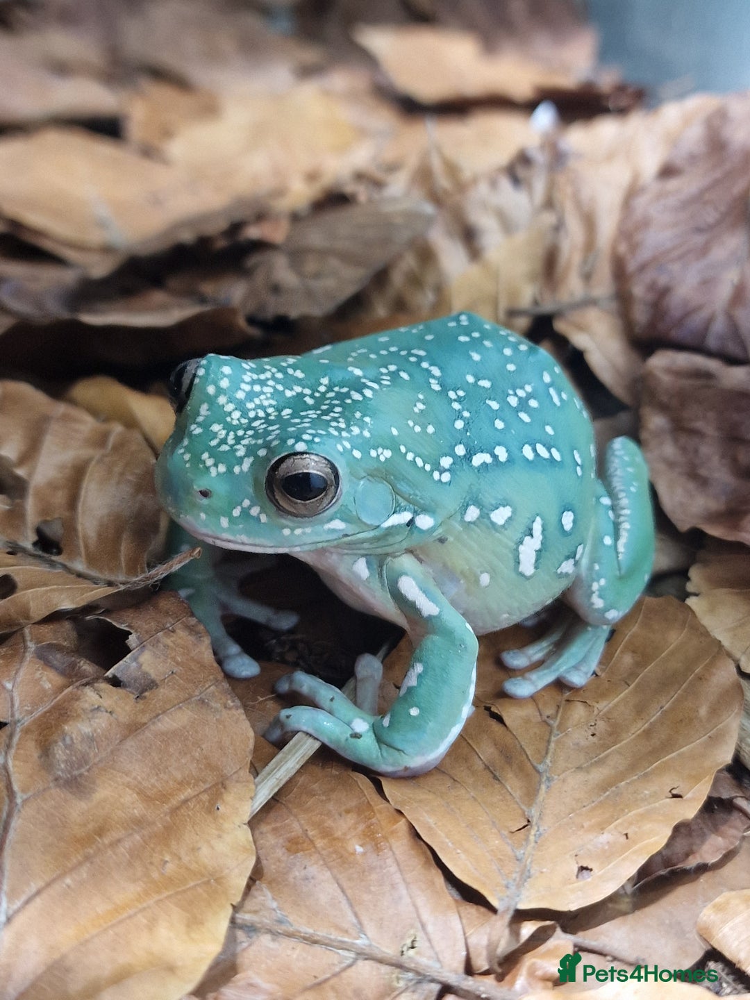 Frog reptiles for sale: !!Wanted!! Honey blue eyed whites tree frog - Image 1