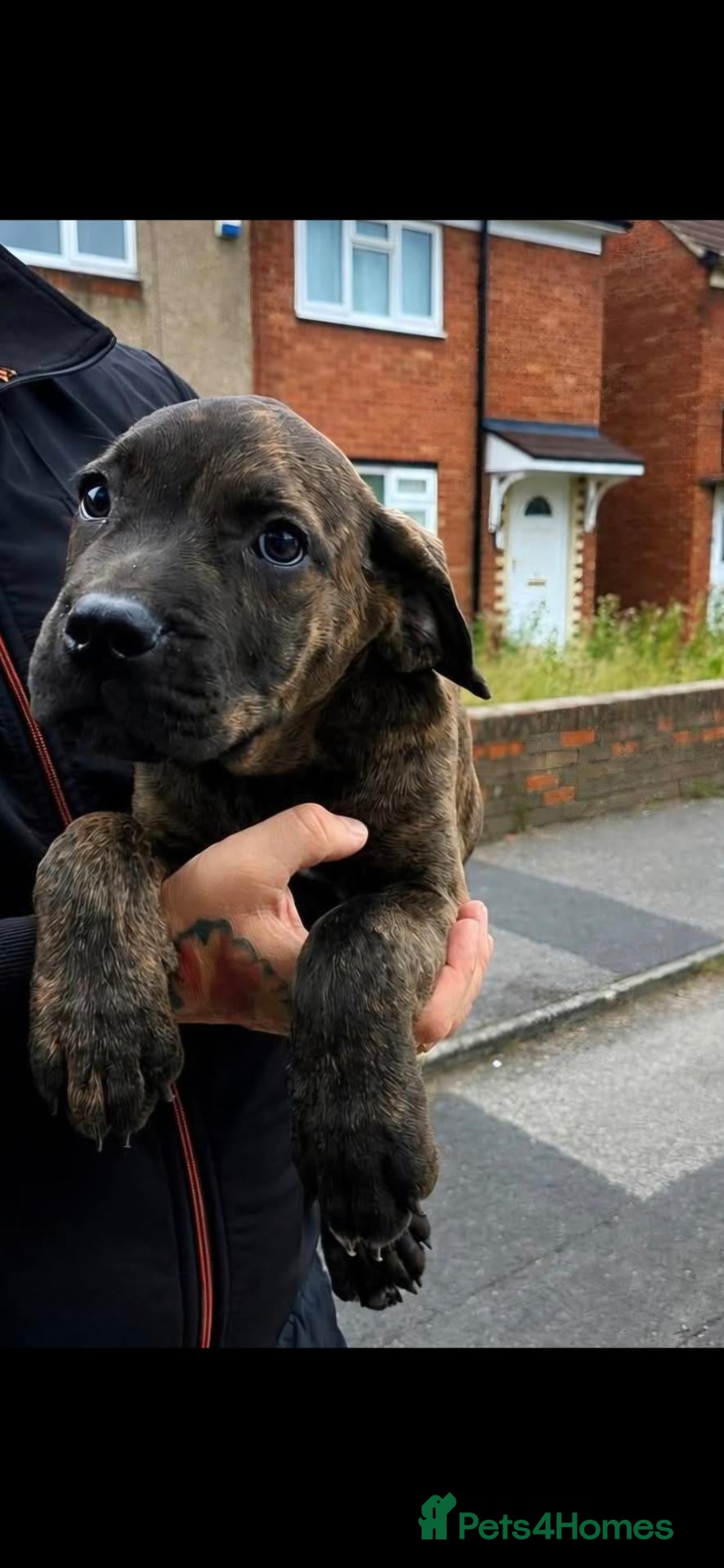 Cane Corso dogs Reduced in need of loving homes - Advert 4