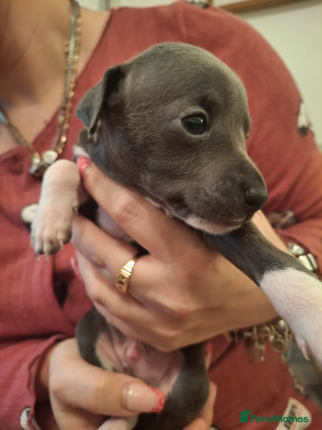 Italian Greyhound dogs for sale: Little Italian greyhound babies  - Advert 7