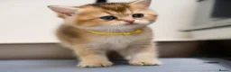 Scottish Fold cats for sale: Golden Scottish Fold & Straight – TICA Registered - Advert 15