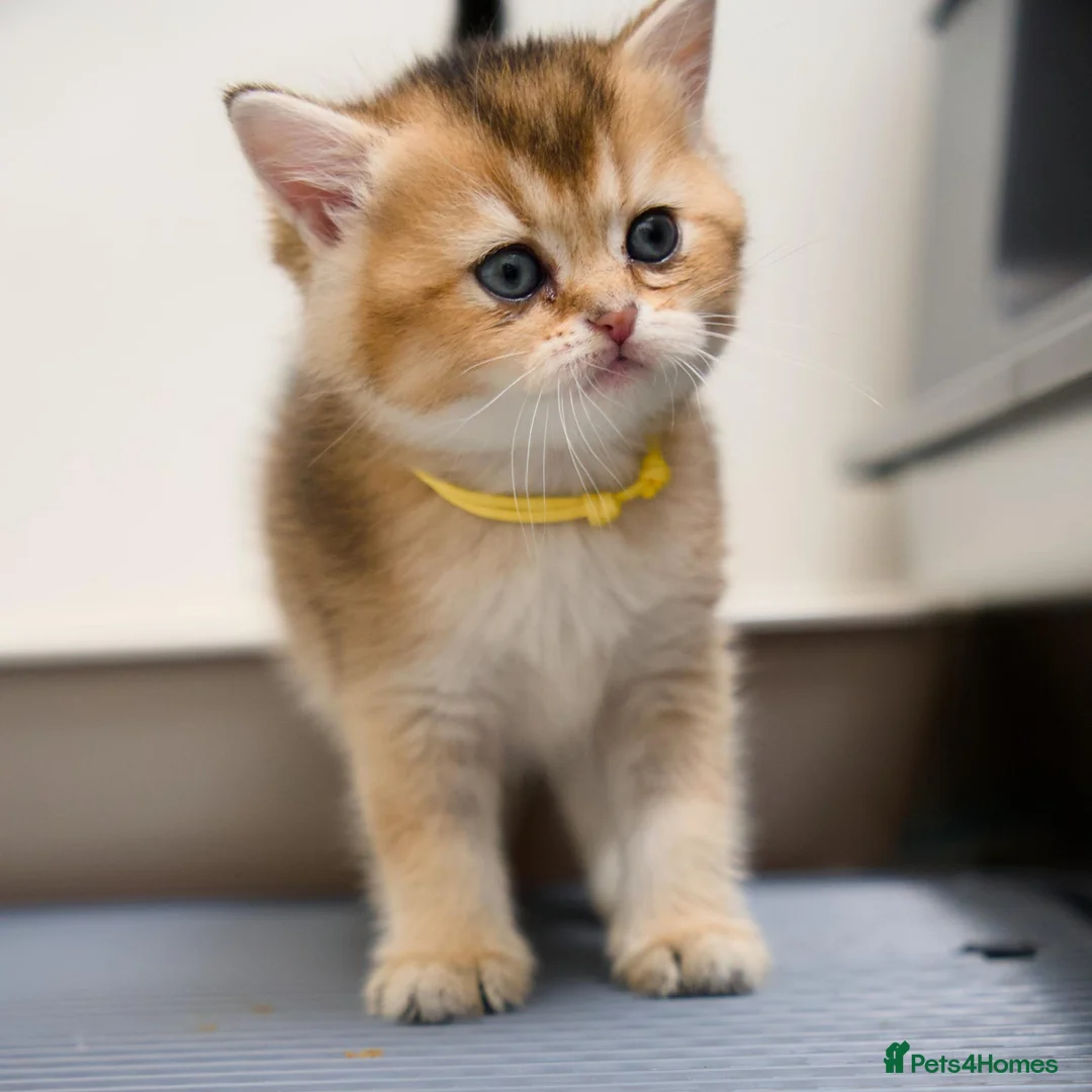 Scottish Fold cats for sale: Golden Scottish Fold & Straight – TICA Registered - Advert 15