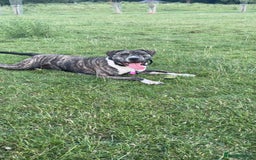 Presa Canario dogs for sale: Akiera is Looking for new home  - Image 4
