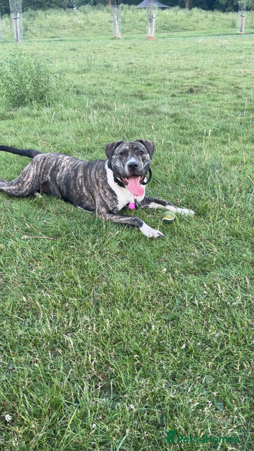 Presa Canario dogs for sale: Akiera is Looking for new home  - Image 4