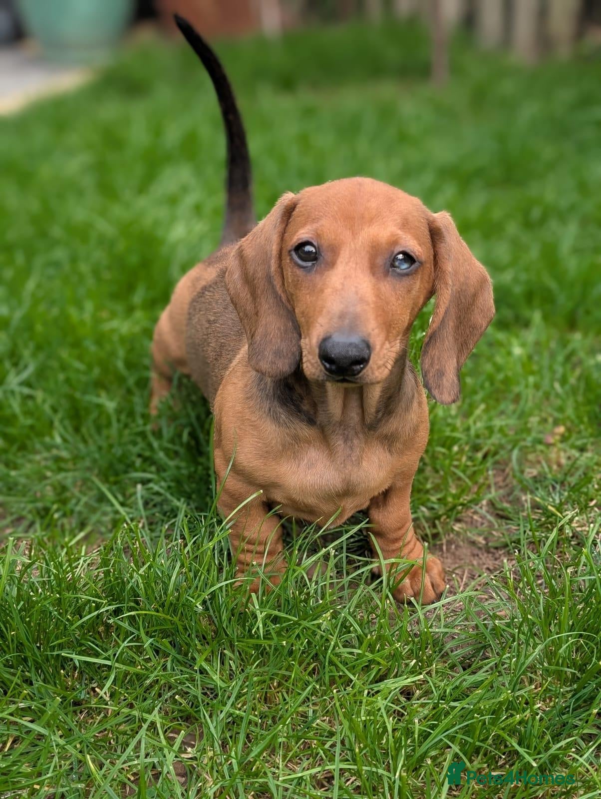 Dachshund dogs Champion Bloodline Standard Dachshund - Advert 1