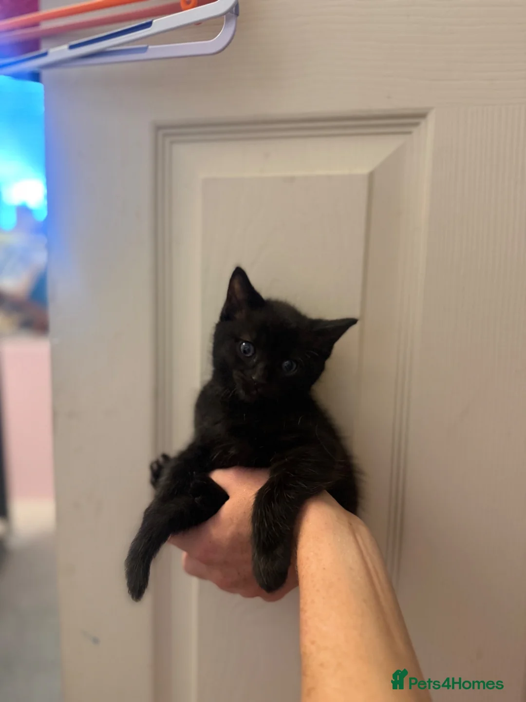 Mixed Breed cats for sale: Ragdoll mixed kittens  - Advert 2