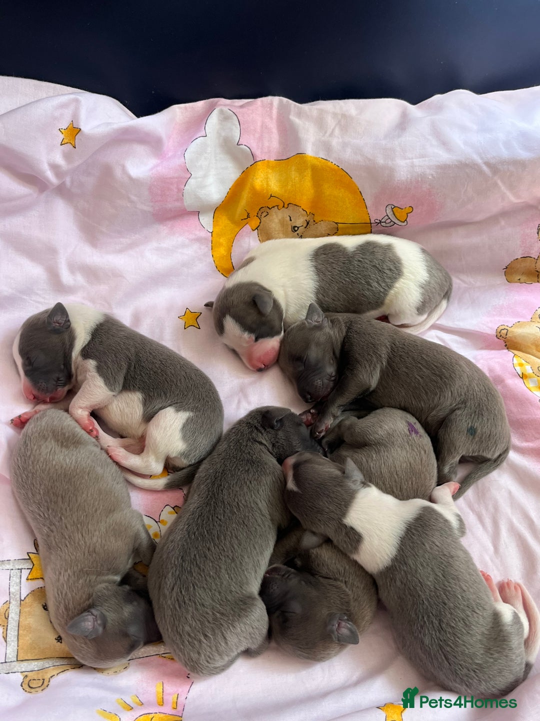 Whippet dogs for sale: Whippet puppies  - Image 13
