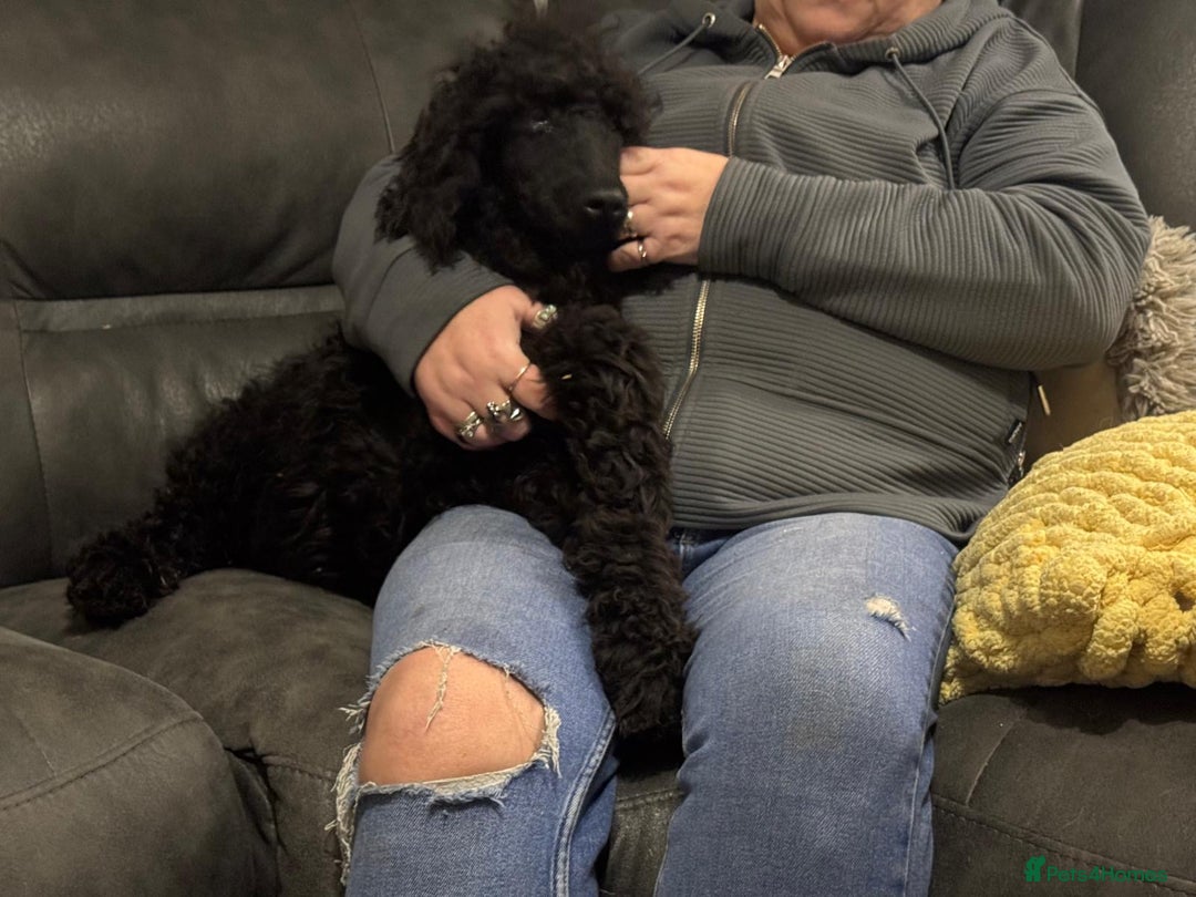 Standard Poodle dogs for sale: Standard poodle  - Advert 1