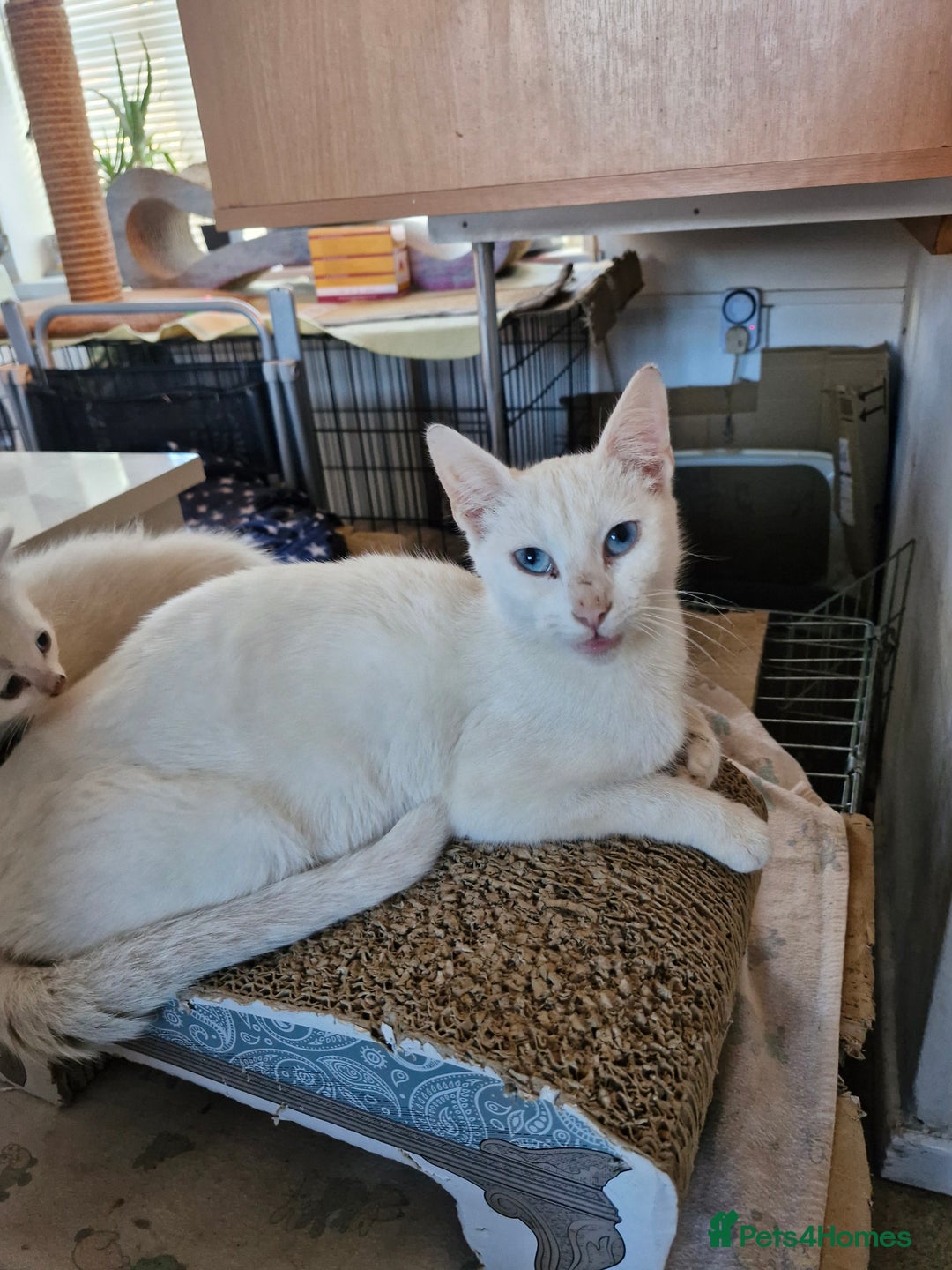 Mixed Breed cats for sale: Beautiful Siamese cross kittens - Advert 2