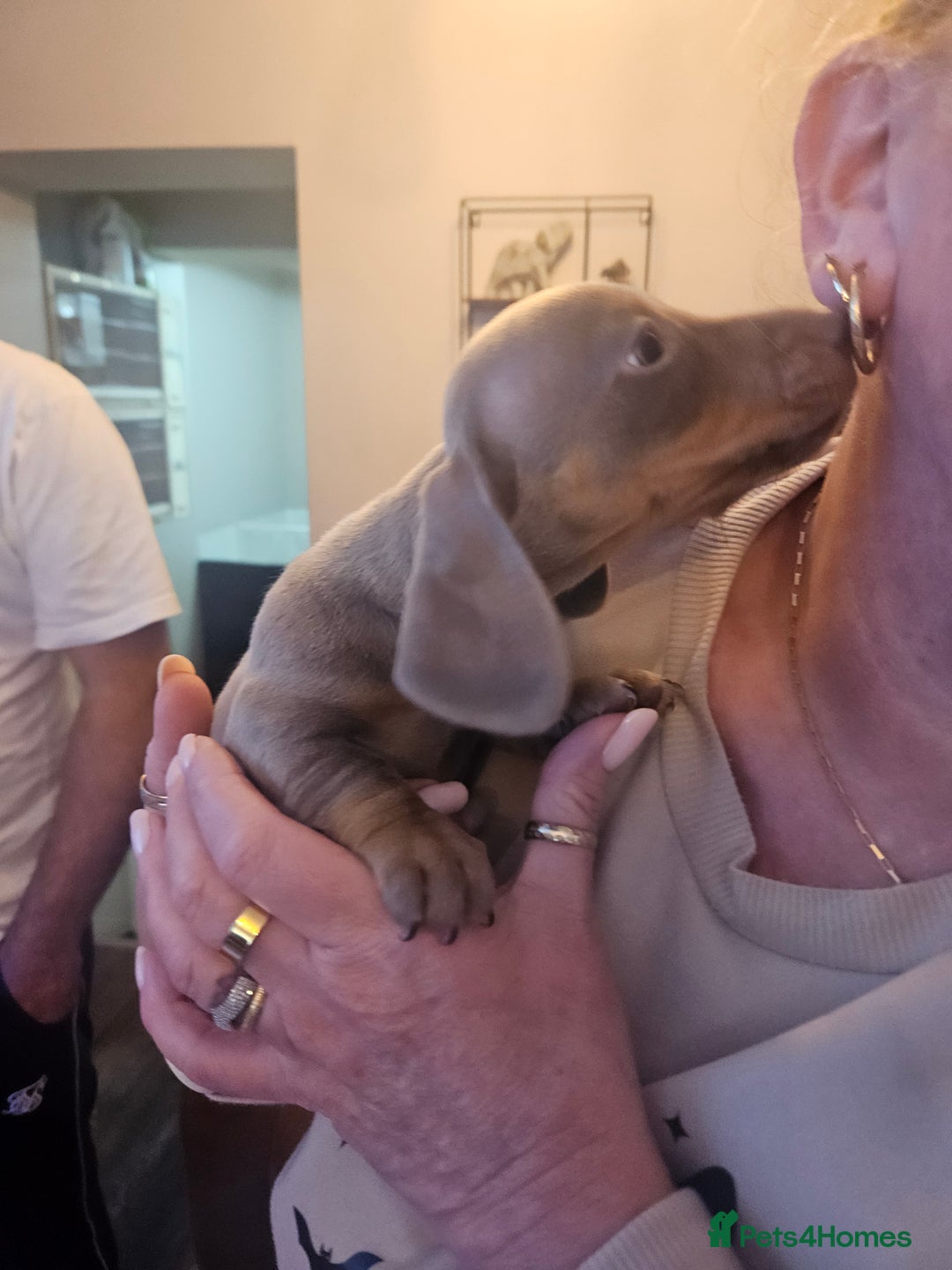 Dachshund dogs for sale: Miniature dashhound pups - Image 3