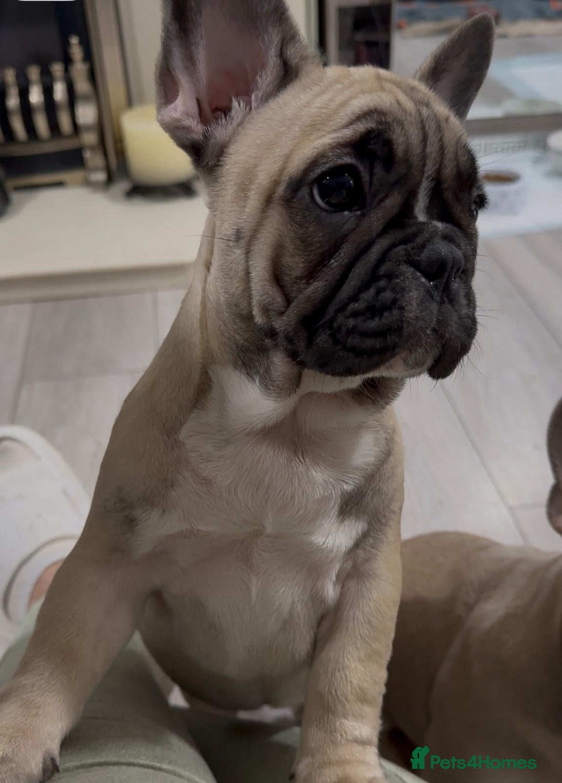 French Bulldog dogs French bulldog puppy girl - Advert 22