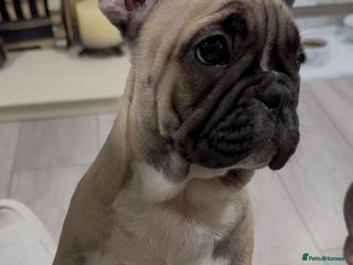 French Bulldog dogs - Advert 10