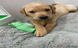 Labrador Retriever dogs for sale: Girl Labrador  - Image 2