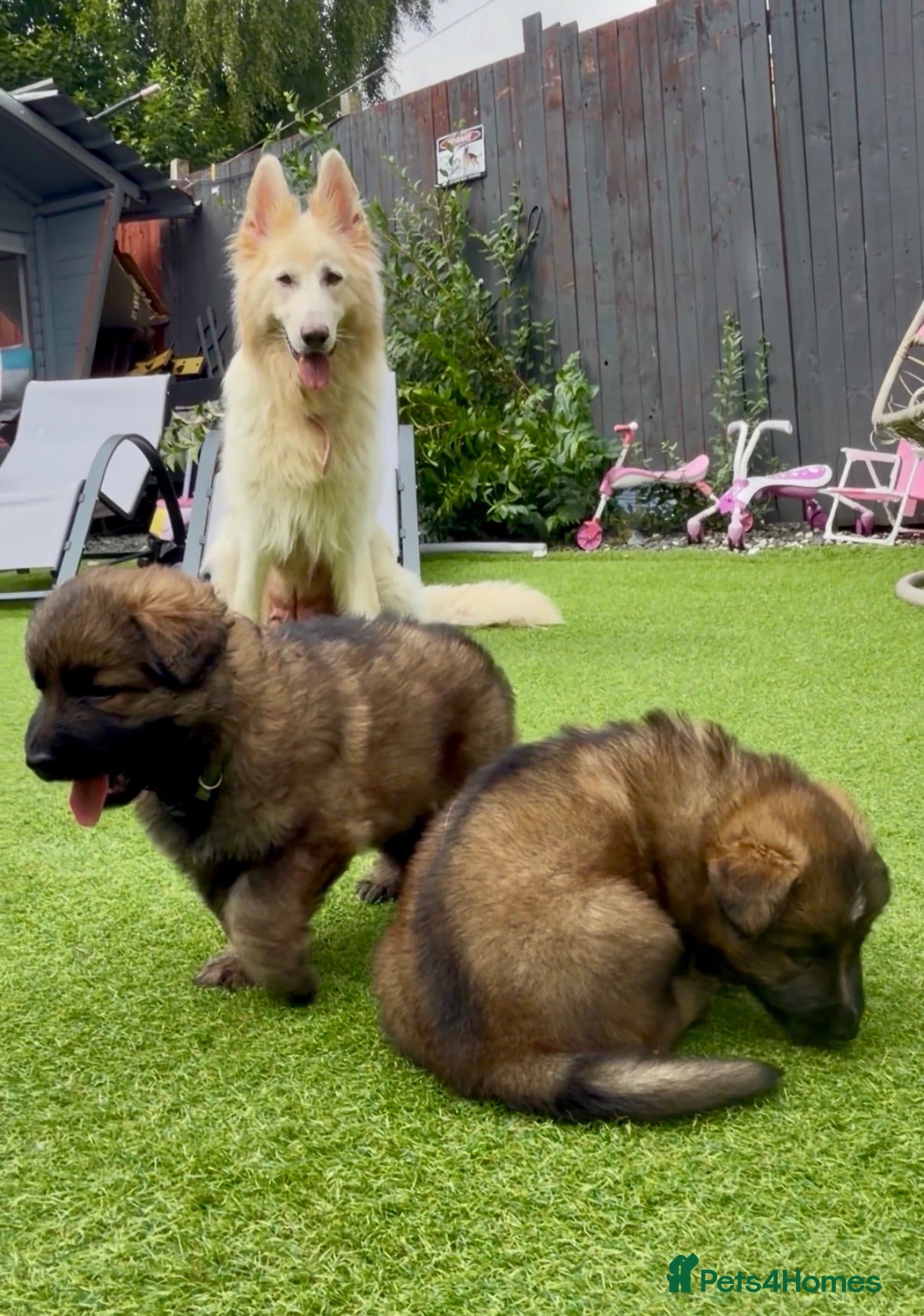 German Shepherd dogs German Shepherd puppies  - Advert 3