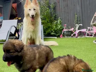 German Shepherd dogs German Shepherd puppies - Advert 3