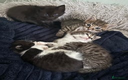 Mixed Breed cats for sale: Beautiful Kittens For Sale  - Image 2