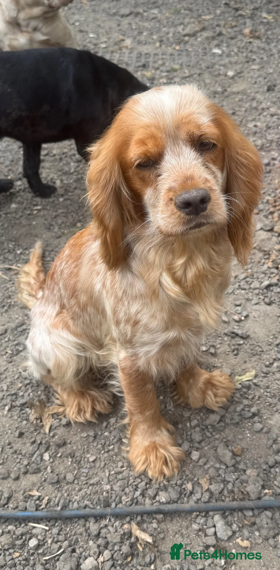 Cockapoo dogs for sale: Cockapoo puppies looking for there forever homes  - Advert 1