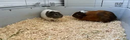 Guinea Pig rodents for sale: Cloud and Clay  in Glasgow - Advert 4