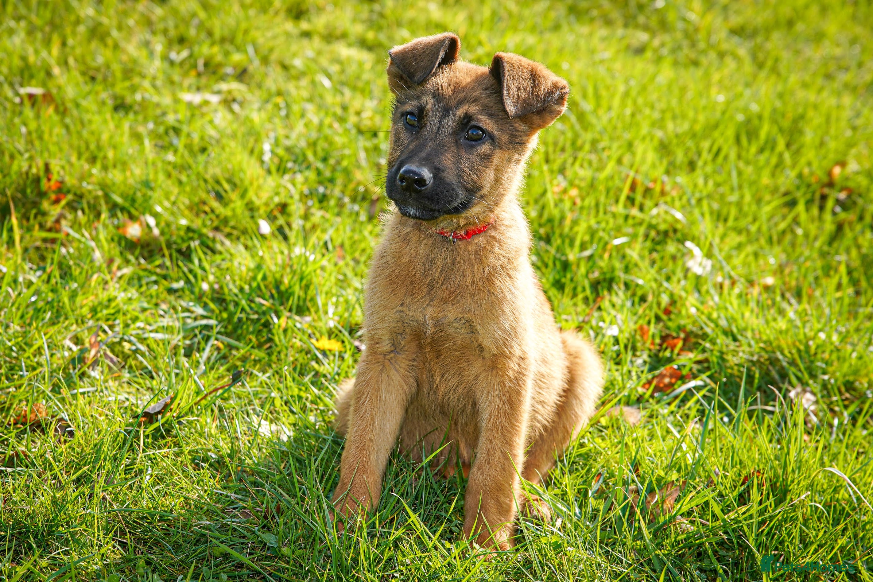 Mixed Breed dogs Belgian Malinois x Dutch herder - Advert 7