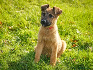 Mixed Breed dogs Belgian Malinois x Dutch herder - Advert 7