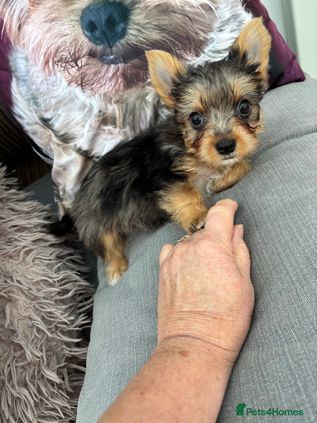 Yorkshire Terrier dogs for sale:  Merle Yorkshire terrier puppies  - Image 3