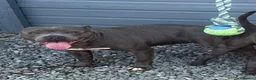 Staffordshire Bull Terrier dogs for sale: Beautiful Blue Staffordshire Bull Terriers🤍 in Llanybydder - Advert 5