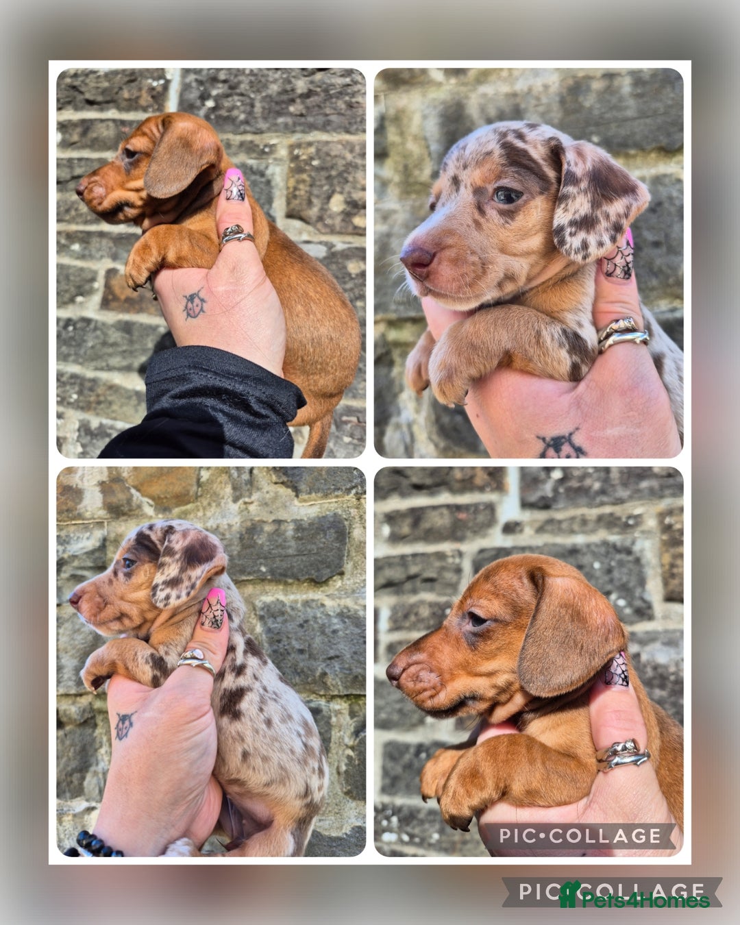 Miniature Dachshund dogs for sale: *LAST BOY* PRA CLEAR MINIATURE DACHSHUND PUPPIES  - Image 9