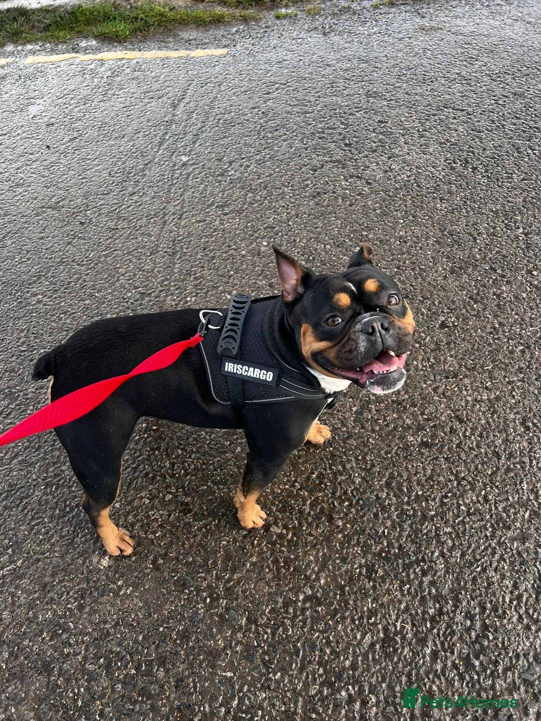 Mixed Breed dogs for sale: English cross French bulldog rehome bitch  in Weston-super-Mare - Advert 4