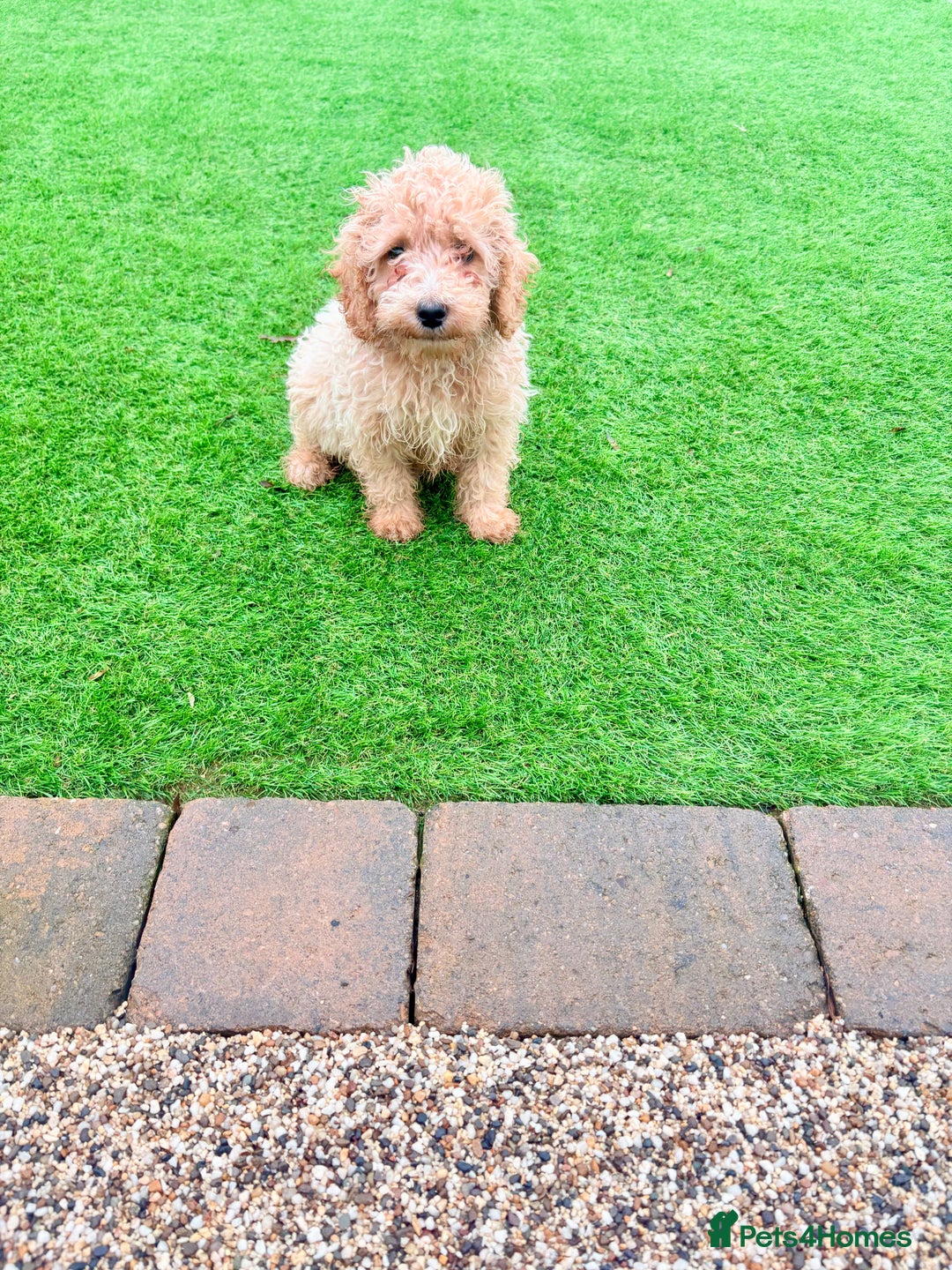 Cockapoo dogs for sale: F1B cockapoo puppy - Advert 1