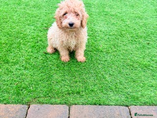 Cockapoo dogs F1B cockapoo puppy - Advert 18