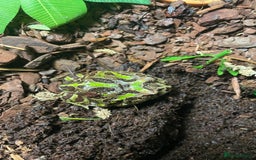Frog reptiles for sale: Pac-Man frog with enclosure - Image 3