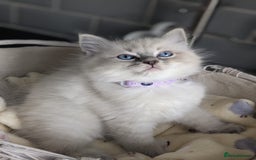 Ragdoll cats for sale: Beautiful Ragdoll kittens - Image 10