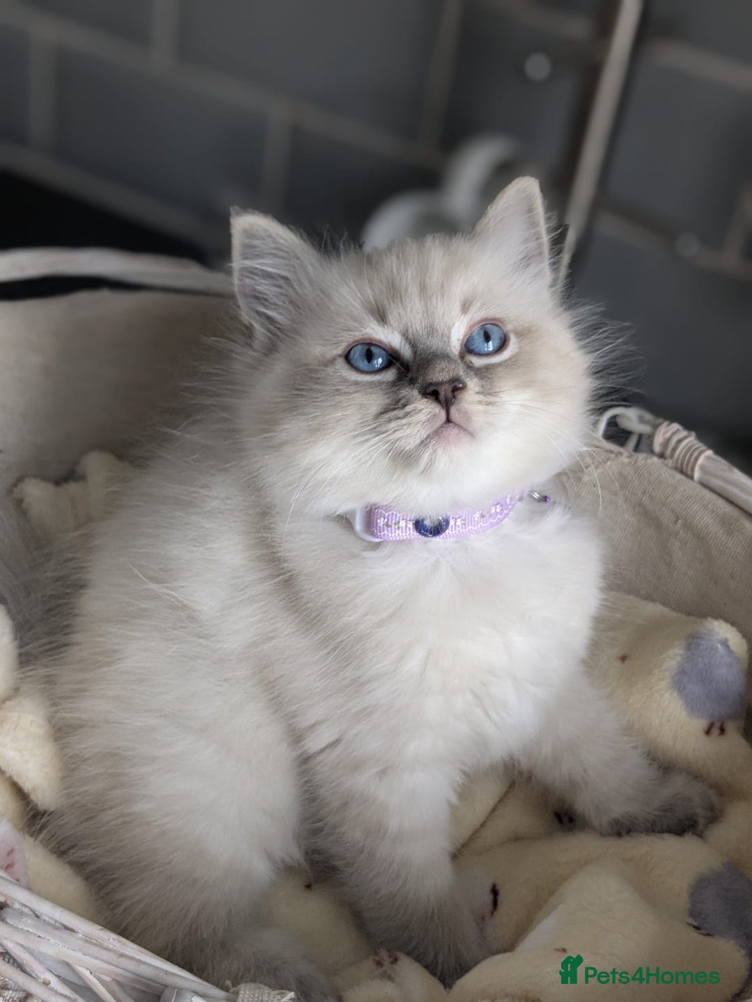 Ragdoll cats for sale: Beautiful Ragdoll kittens - Image 10
